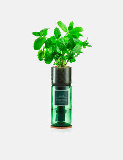 Hydro Herb Mint Single Unit